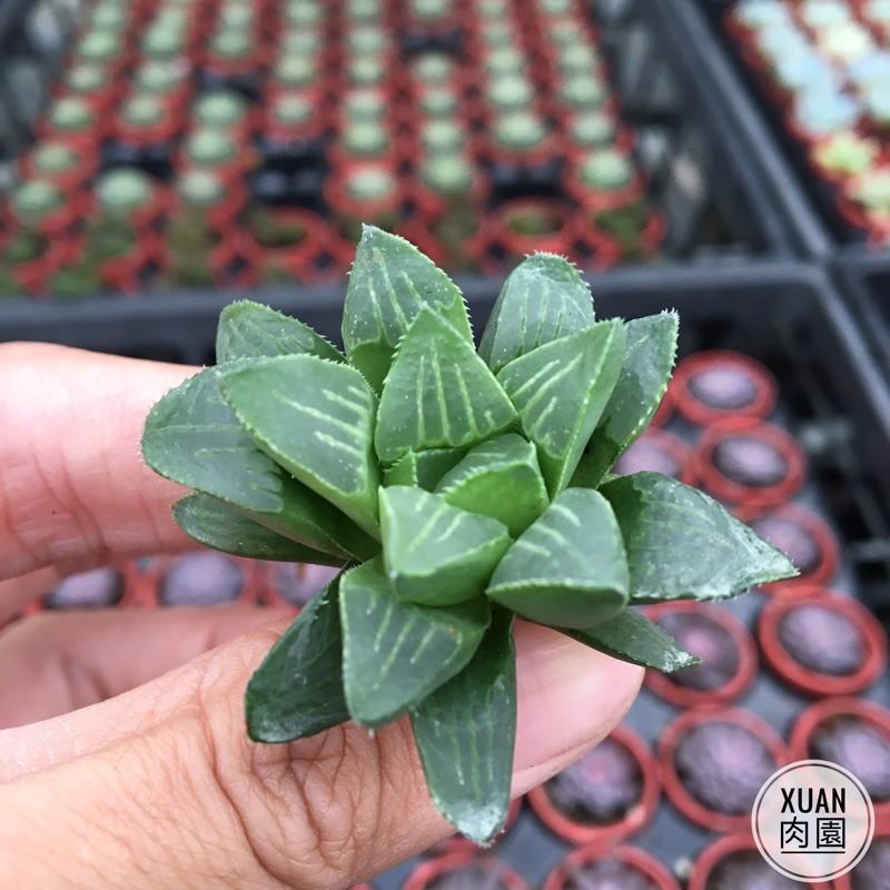 一吋迷你盆【康平壽】多肉植物|辦公室|多肉|百合科｜療癒小物| 組盆|［Xuan肉園］-細節圖2