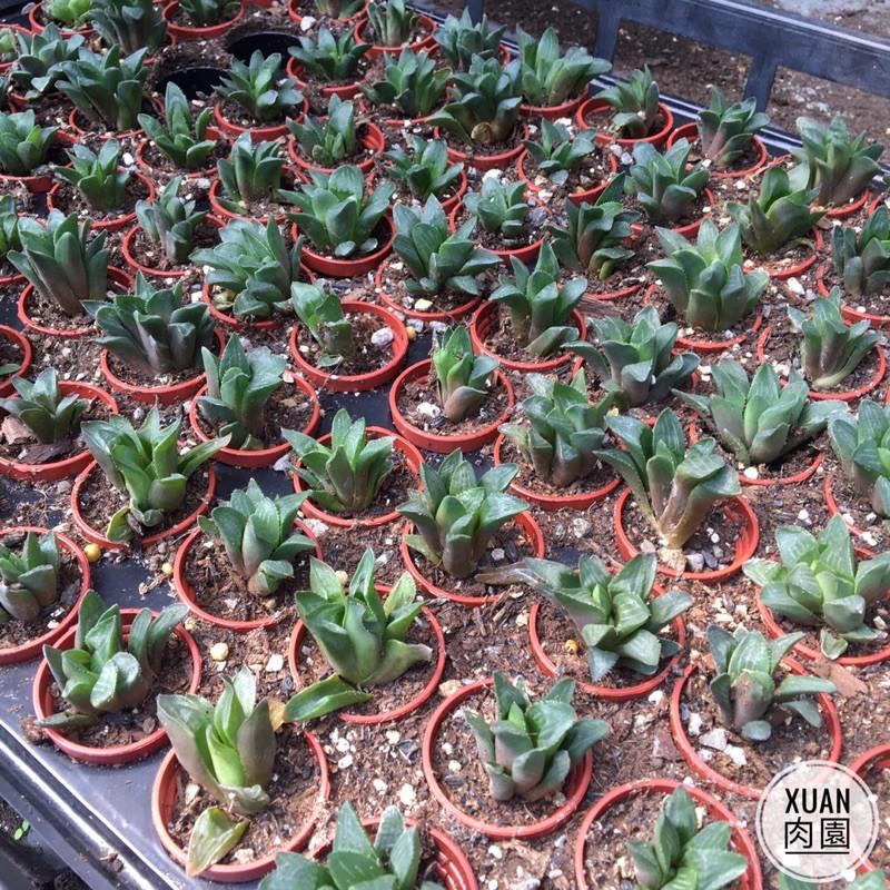 一吋迷你盆【康平壽】多肉植物|辦公室|多肉|百合科｜療癒小物| 組盆|［Xuan肉園］-細節圖3