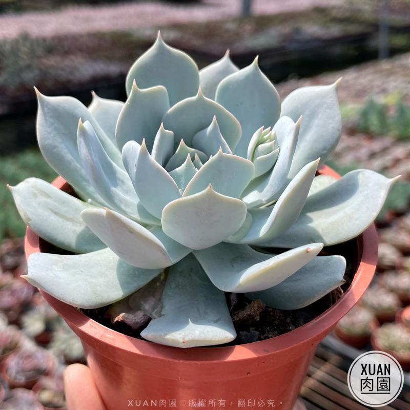 3吋盆【薄葉藍鳥】多肉植物|多肉|療癒小物| 組盆|［Xuan肉園］-細節圖2
