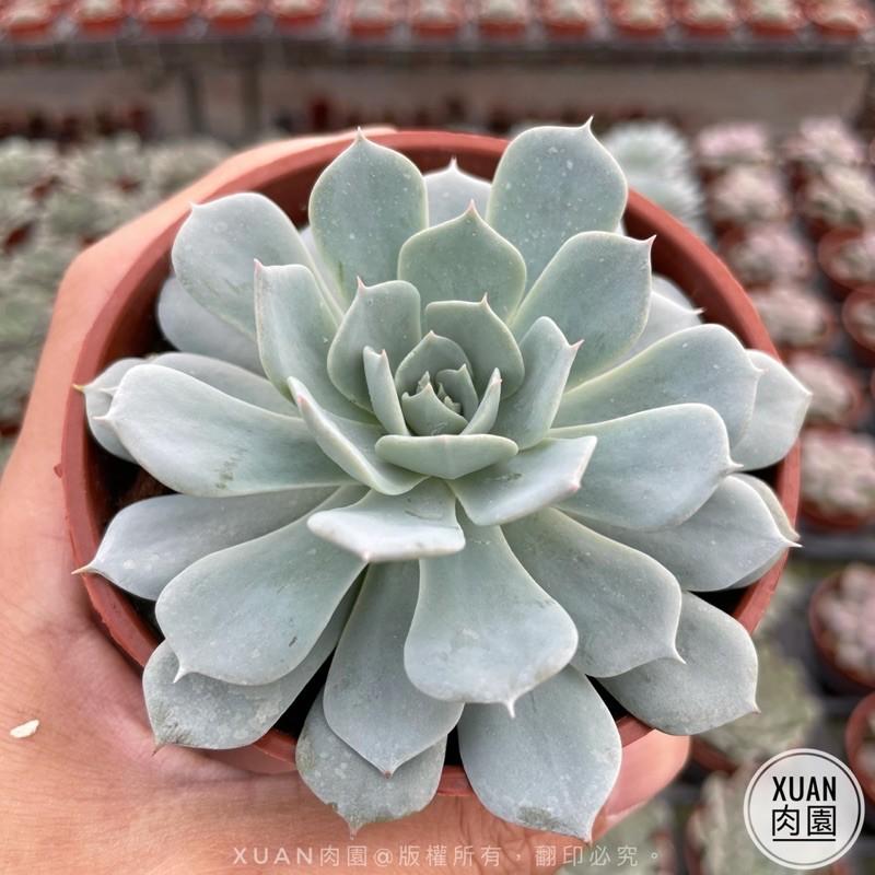 3吋盆【薄葉藍鳥】多肉植物|多肉|療癒小物| 組盆|［Xuan肉園］-細節圖3