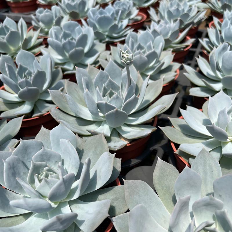 3吋盆【薄葉藍鳥】多肉植物|多肉|療癒小物| 組盆|［Xuan肉園］-細節圖4