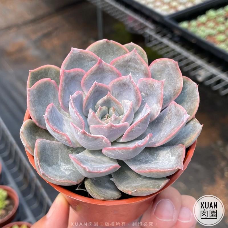3吋盆【費歐娜】多肉植物|多肉|療癒小物| 組盆|［Xuan肉園］-細節圖2