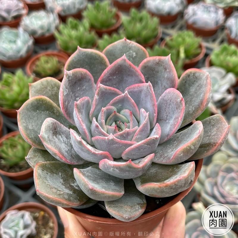 3吋盆【費歐娜】多肉植物|多肉|療癒小物| 組盆|［Xuan肉園］-細節圖3
