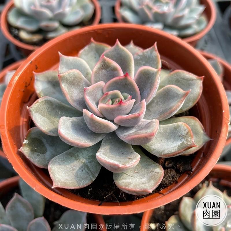 3吋盆【費歐娜】多肉植物|多肉|療癒小物| 組盆|［Xuan肉園］-細節圖4