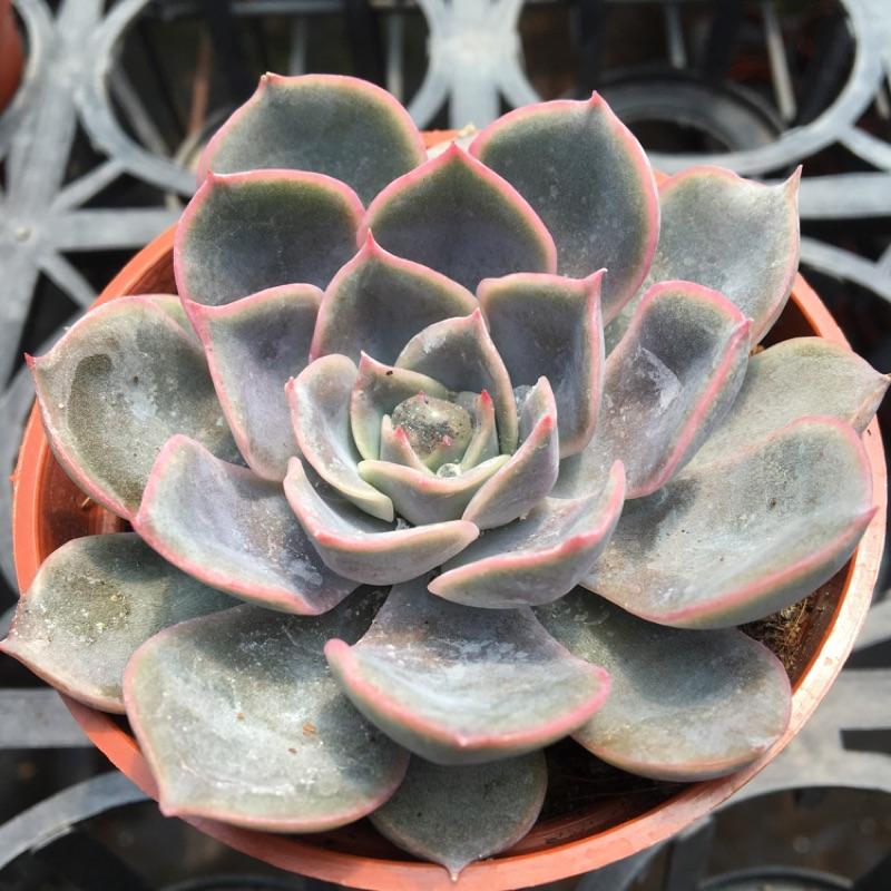 3吋盆【費歐娜】多肉植物|多肉|療癒小物| 組盆|［Xuan肉園］-細節圖5