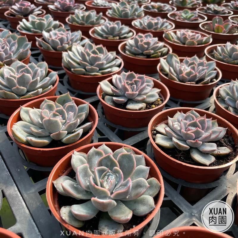 3吋盆【費歐娜】多肉植物|多肉|療癒小物| 組盆|［Xuan肉園］-細節圖6