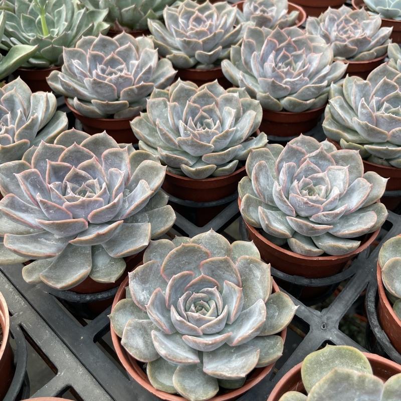 3吋盆【費歐娜】多肉植物|多肉|療癒小物| 組盆|［Xuan肉園］-細節圖7