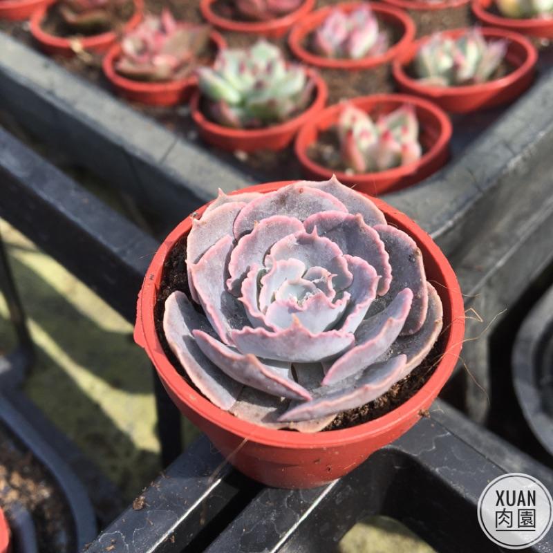 一吋迷你盆【紫蝶🦋】多肉植物|多肉|景天科｜療癒小物| 組盆|綠手指必備|［Xuan肉園］-細節圖2