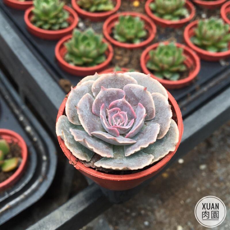 一吋迷你盆【紫蝶🦋】多肉植物|多肉|景天科｜療癒小物| 組盆|綠手指必備|［Xuan肉園］-細節圖3