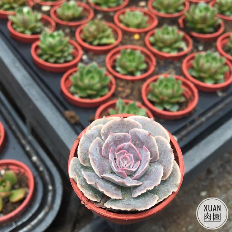 一吋迷你盆【紫蝶🦋】多肉植物|多肉|景天科｜療癒小物| 組盆|綠手指必備|［Xuan肉園］-細節圖4