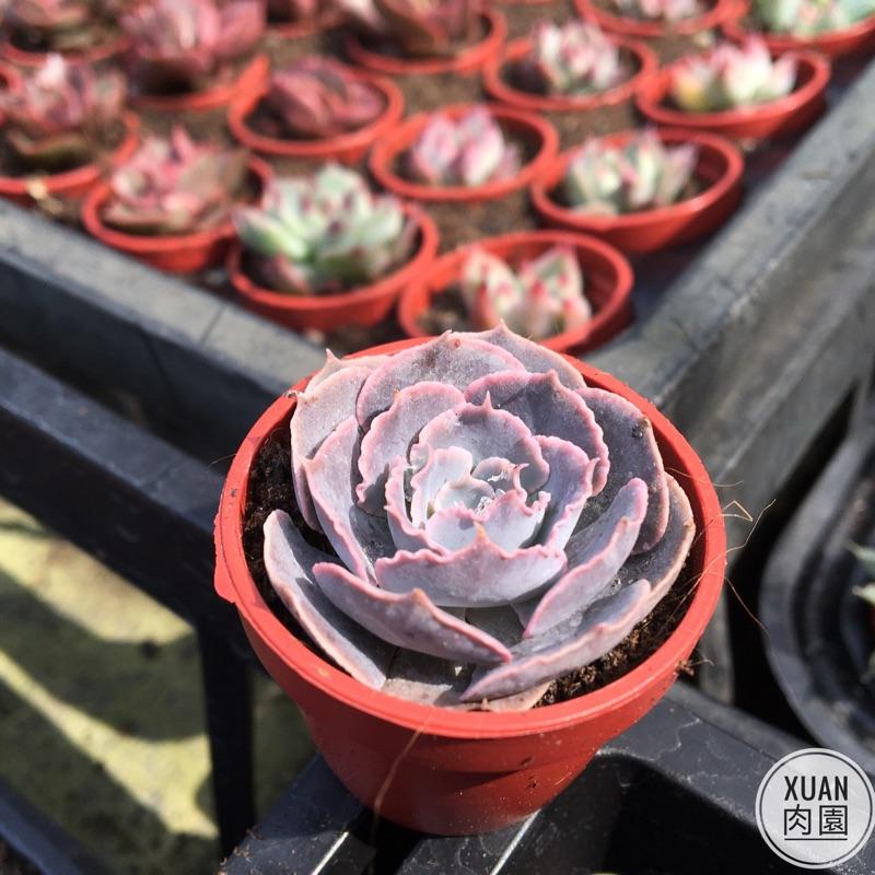 一吋迷你盆【紫蝶🦋】多肉植物|多肉|景天科｜療癒小物| 組盆|綠手指必備|［Xuan肉園］-細節圖5