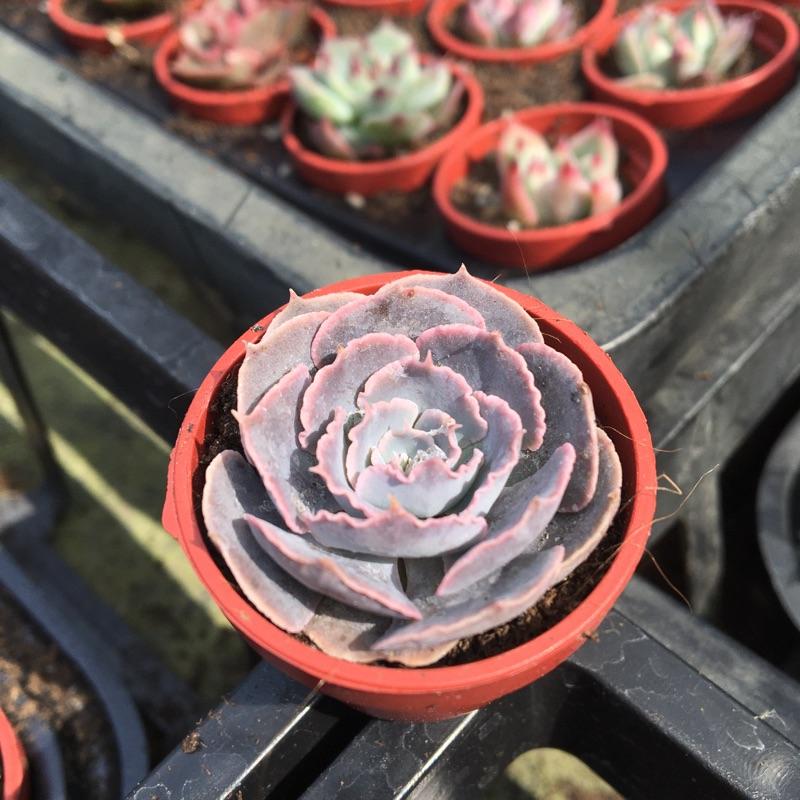 一吋迷你盆【紫蝶🦋】多肉植物|多肉|景天科｜療癒小物| 組盆|綠手指必備|［Xuan肉園］-細節圖6