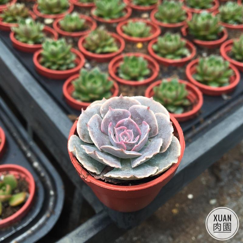 一吋迷你盆【紫蝶🦋】多肉植物|多肉|景天科｜療癒小物| 組盆|綠手指必備|［Xuan肉園］-細節圖7