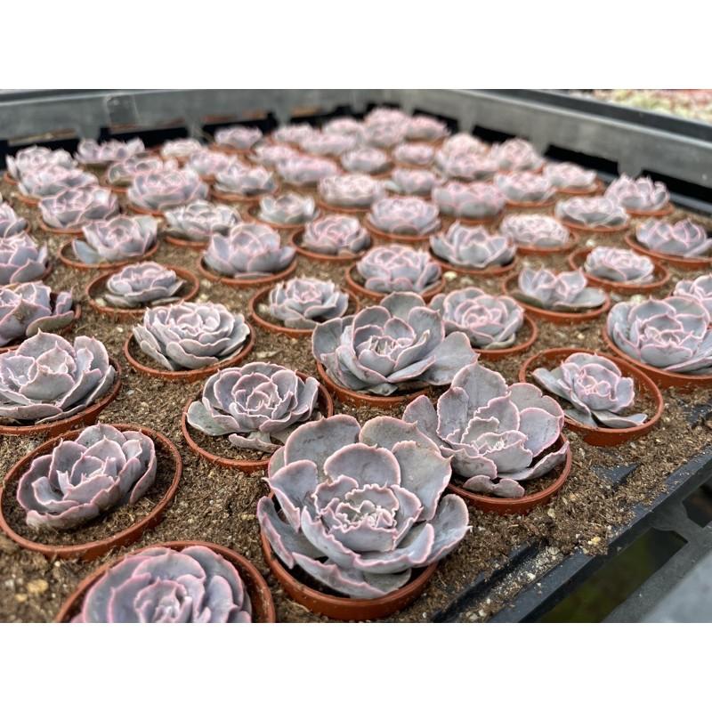 一吋迷你盆【紫蝶🦋】多肉植物|多肉|景天科｜療癒小物| 組盆|綠手指必備|［Xuan肉園］-細節圖8