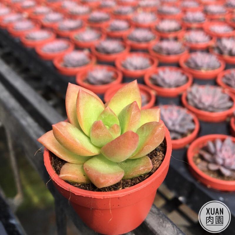 一吋迷你盆【黃麗】多肉植物|多肉|景天科｜療癒小物| 組盆|可愛|［Xuan肉園］-細節圖2