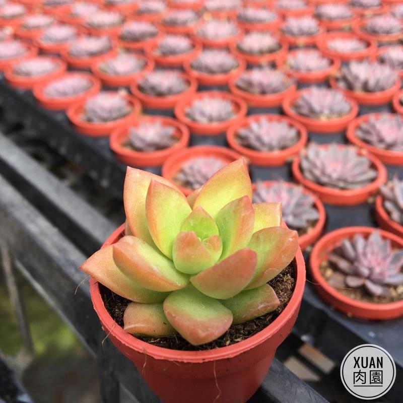 一吋迷你盆【黃麗】多肉植物|多肉|景天科｜療癒小物| 組盆|可愛|［Xuan肉園］-細節圖3