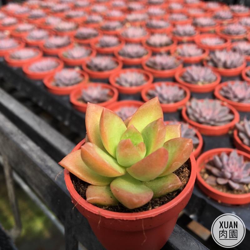 一吋迷你盆【黃麗】多肉植物|多肉|景天科｜療癒小物| 組盆|可愛|［Xuan肉園］-細節圖4