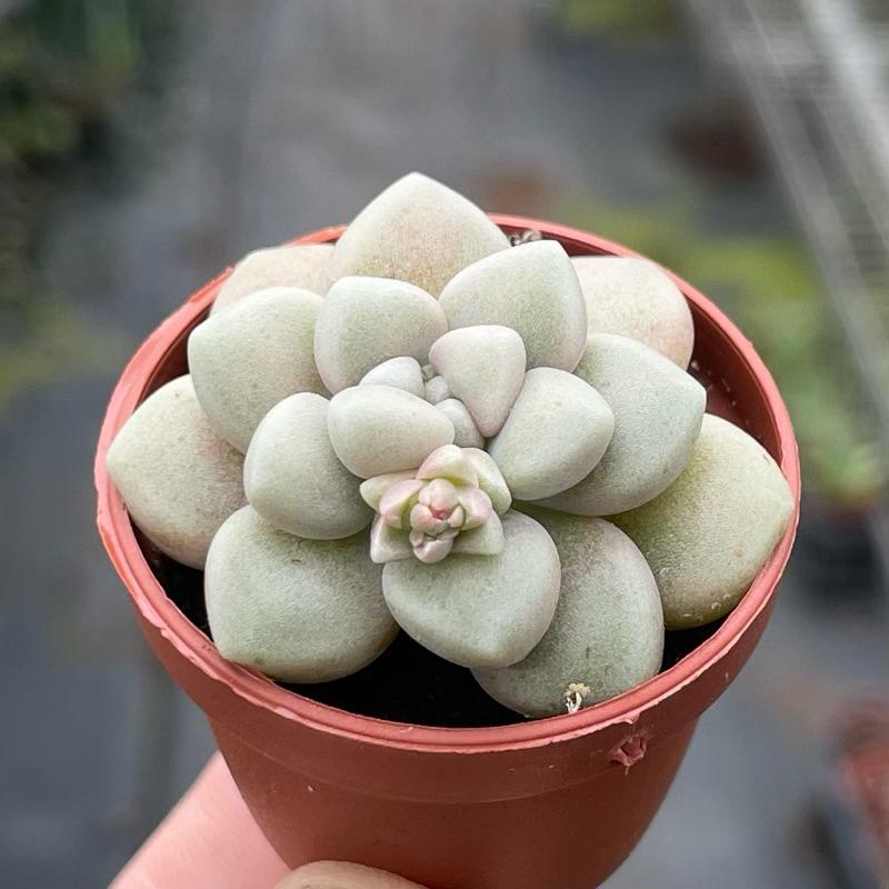 一吋迷你盆【珍珠姬秋麗】多肉植物|多肉|景天科｜療癒小物| 組盆|綠手指必備|［Xuan肉園］-細節圖3