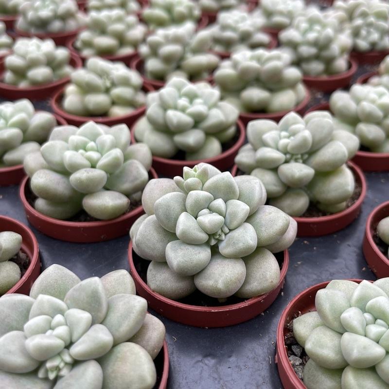 一吋迷你盆【珍珠姬秋麗】多肉植物|多肉|景天科｜療癒小物| 組盆|綠手指必備|［Xuan肉園］-細節圖4