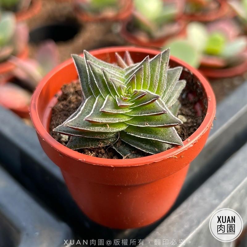 一吋迷你盆【茜之塔】多肉植物|多肉|景天科｜療癒小物| 組盆|可愛