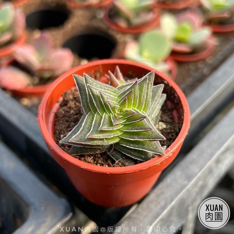 一吋迷你盆【茜之塔】多肉植物|多肉|景天科｜療癒小物| 組盆|可愛|［Xuan肉園］-細節圖2