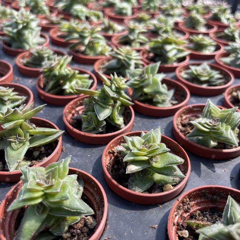 一吋迷你盆【茜之塔】多肉植物|多肉|景天科｜療癒小物| 組盆|可愛|［Xuan肉園］-細節圖3