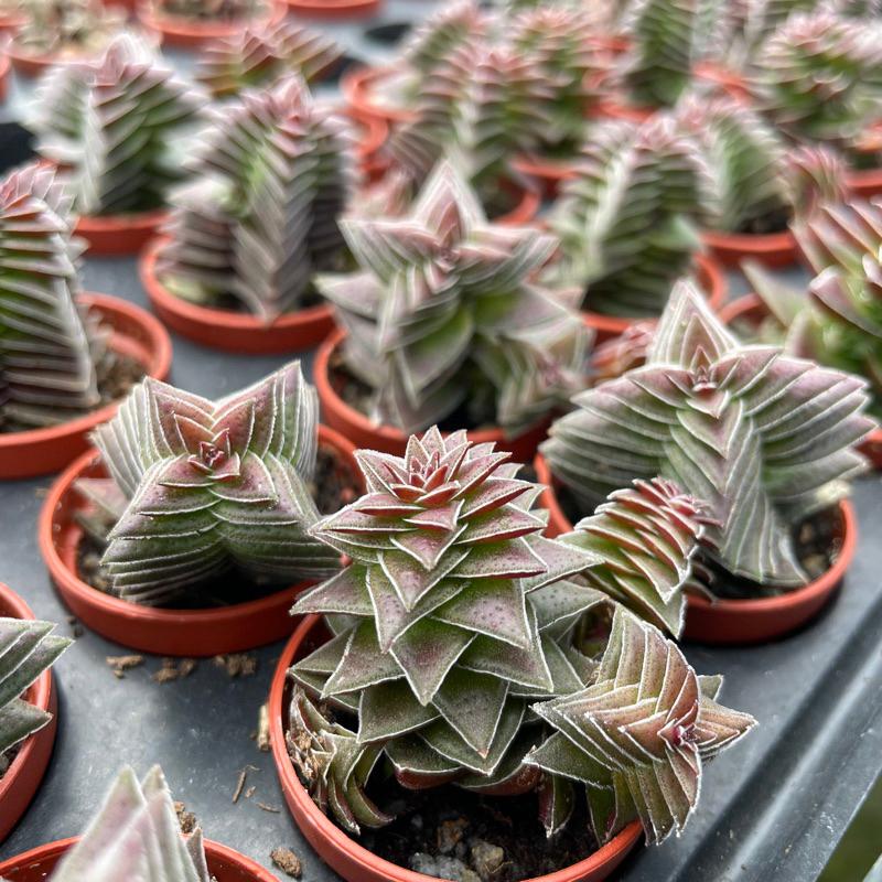 一吋迷你盆【茜之塔】多肉植物|多肉|景天科｜療癒小物| 組盆|可愛|［Xuan肉園］-細節圖4