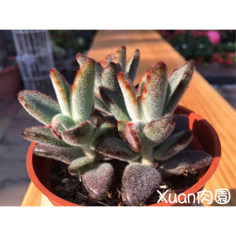 3吋盆【野兔🐰  】多肉植物|多肉|療癒小物| 組盆|［Xuan肉園］-細節圖2