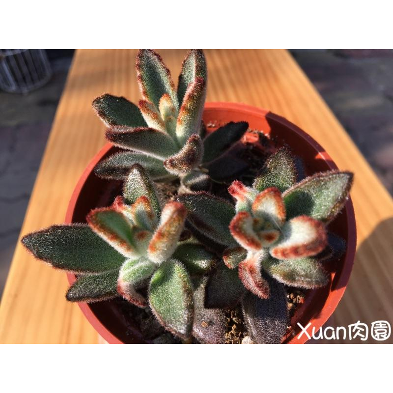 3吋盆【野兔🐰  】多肉植物|多肉|療癒小物| 組盆|［Xuan肉園］-細節圖3