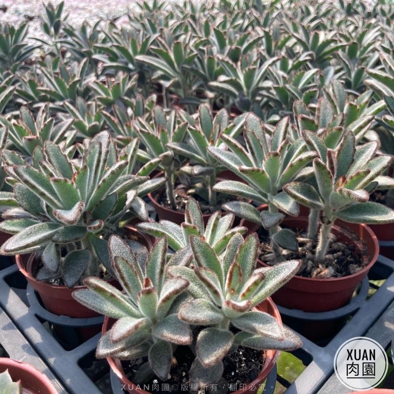 3吋盆【野兔🐰  】多肉植物|多肉|療癒小物| 組盆|［Xuan肉園］-細節圖4