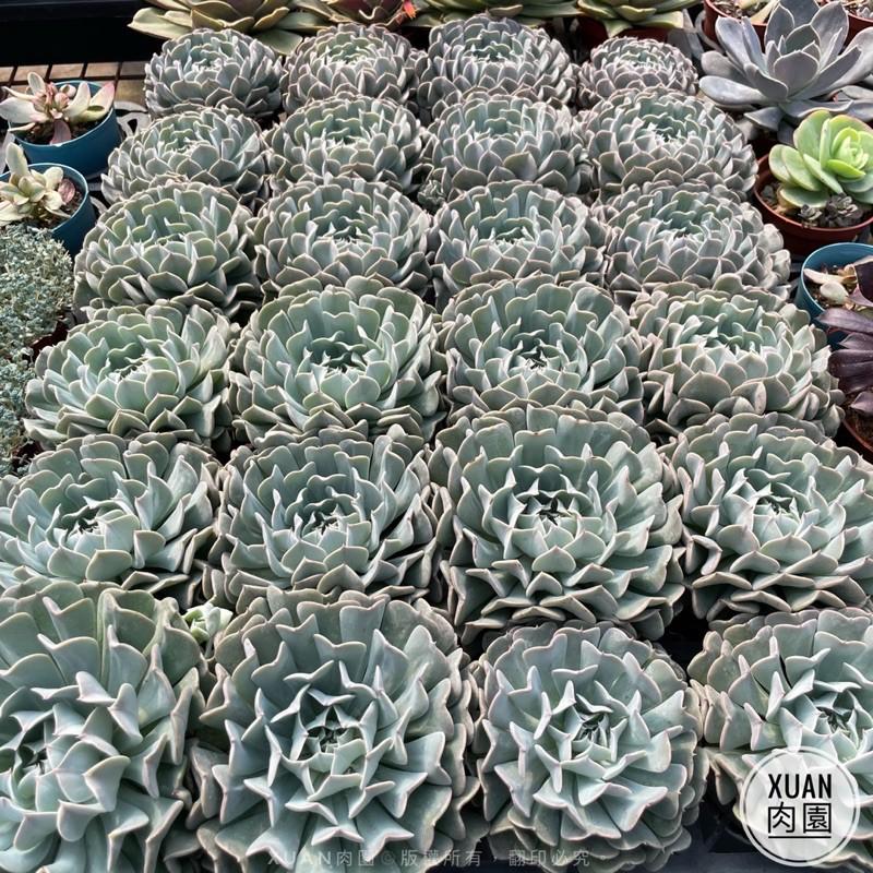 3吋盆【革命（爆盆）】多肉植物|多肉|療癒小物| 組盆|［Xuan肉園］-細節圖3