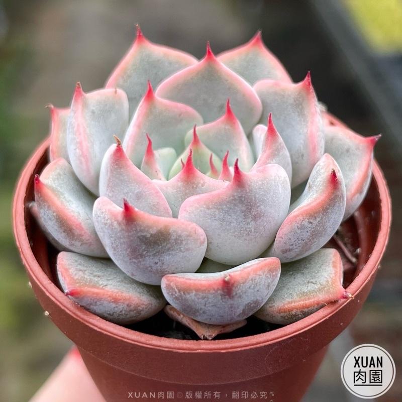 一吋迷你盆【粉紅爪】多肉植物|多肉|景天科｜療癒小物| 組盆|綠手指必備|［Xuan肉園］-細節圖2