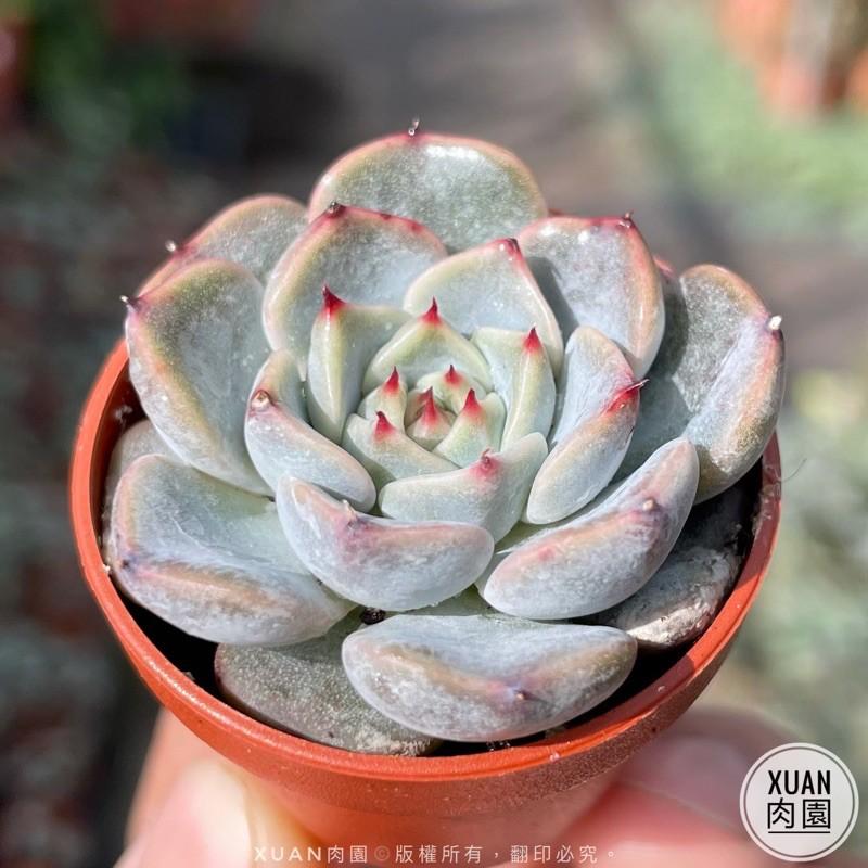 一吋迷你盆【粉紅爪】多肉植物|多肉|景天科｜療癒小物| 組盆|綠手指必備|［Xuan肉園］-細節圖3