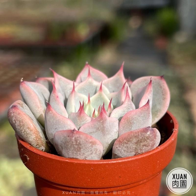 一吋迷你盆【粉紅爪】多肉植物|多肉|景天科｜療癒小物| 組盆|綠手指必備|［Xuan肉園］-細節圖4