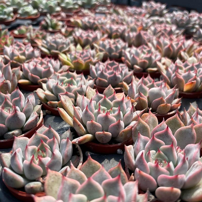 一吋迷你盆【粉紅爪】多肉植物|多肉|景天科｜療癒小物| 組盆|綠手指必備|［Xuan肉園］-細節圖5