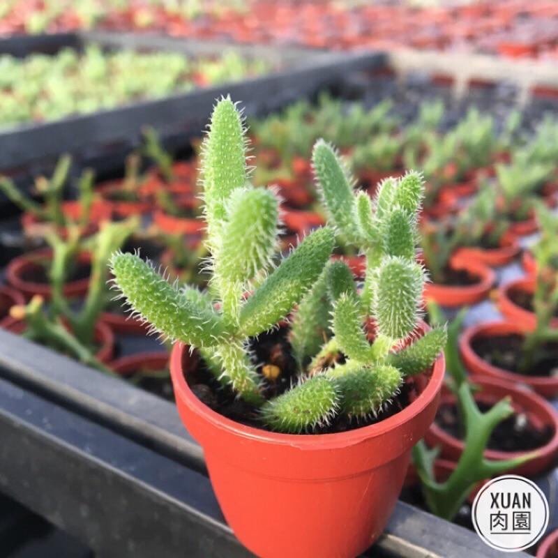 一吋迷你盆【雷童】多肉植物|多肉|番杏科｜療癒小物| 組盆|綠手指必備［Xuan肉園］-細節圖2