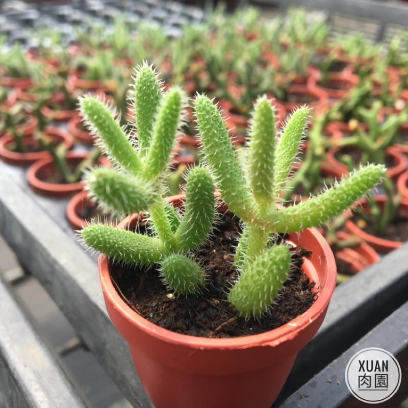 一吋迷你盆【雷童】多肉植物|多肉|番杏科｜療癒小物| 組盆|綠手指必備［Xuan肉園］-細節圖3