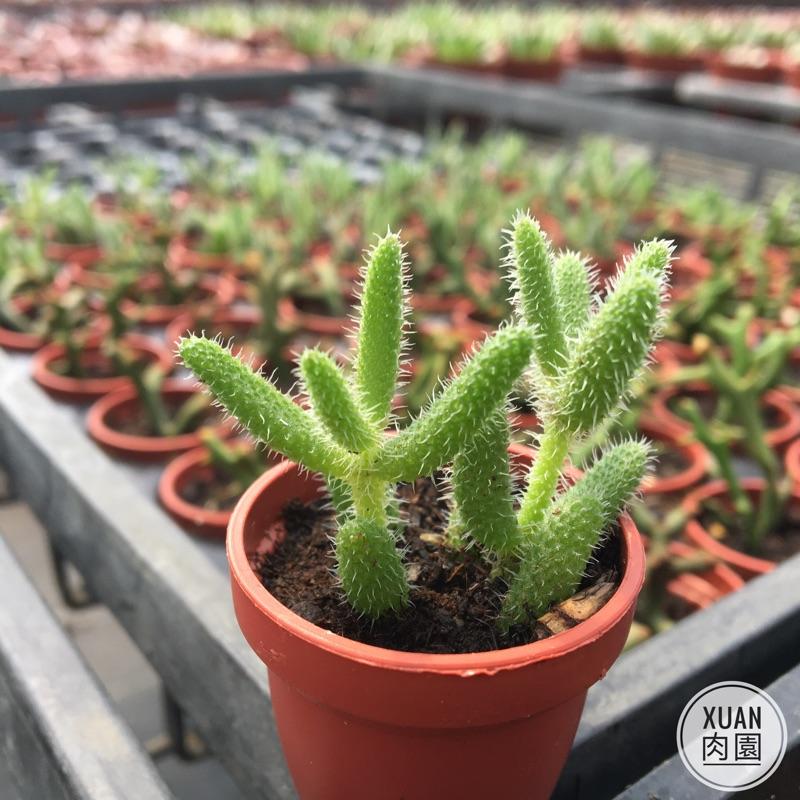 一吋迷你盆【雷童】多肉植物|多肉|番杏科｜療癒小物| 組盆|綠手指必備［Xuan肉園］-細節圖4