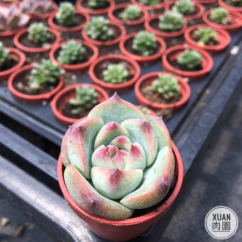 一吋迷你盆【桃太郎🍑】多肉植物|多肉|景天科｜療癒小物| 組盆|綠手指必備|［Xuan肉園］-細節圖2