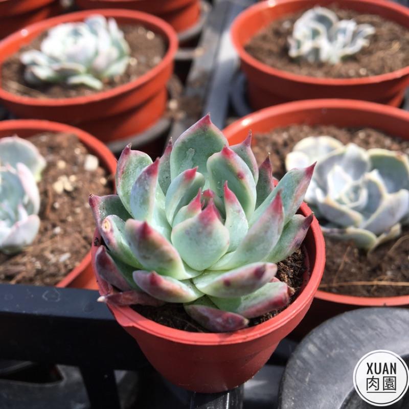 一吋迷你盆【桃太郎🍑】多肉植物|多肉|景天科｜療癒小物| 組盆|綠手指必備|［Xuan肉園］-細節圖3