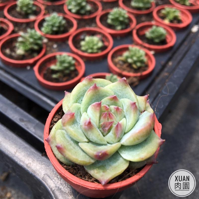 一吋迷你盆【桃太郎🍑】多肉植物|多肉|景天科｜療癒小物| 組盆|綠手指必備|［Xuan肉園］-細節圖4