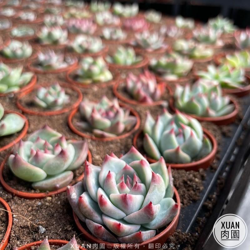 一吋迷你盆【桃太郎🍑】多肉植物|多肉|景天科｜療癒小物| 組盆|綠手指必備|［Xuan肉園］-細節圖5