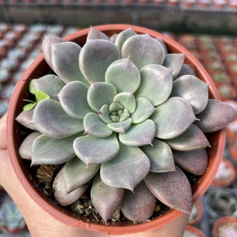 3吋盆【愛馬仕】多肉植物|多肉|療癒小物| 組盆|［Xuan肉園］-細節圖2