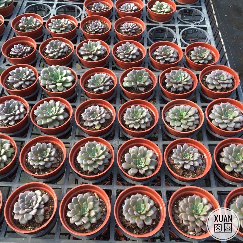 3吋盆【愛馬仕】多肉植物|多肉|療癒小物| 組盆|［Xuan肉園］-細節圖3