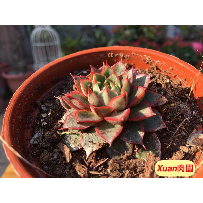 3吋盆【大和美尼】多肉植物|多肉|療癒小物| 組盆|［Xuan肉園］-細節圖2