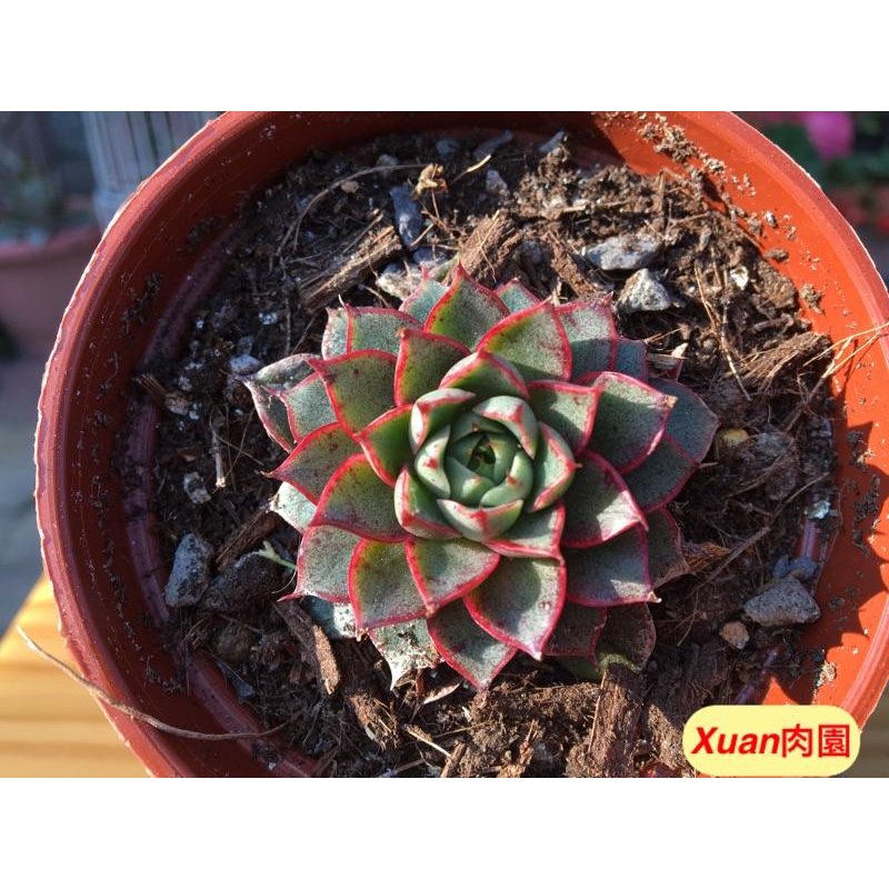 3吋盆【大和美尼】多肉植物|多肉|療癒小物| 組盆|［Xuan肉園］-細節圖3