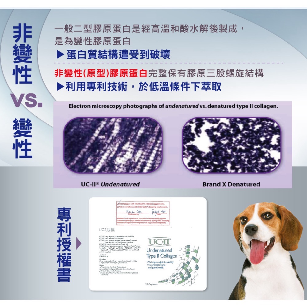 🐶寵物殿🐱吉沛思 樂倍多 LEPEIDUO UC-II 關節健力膠囊/30顆 120顆-細節圖4