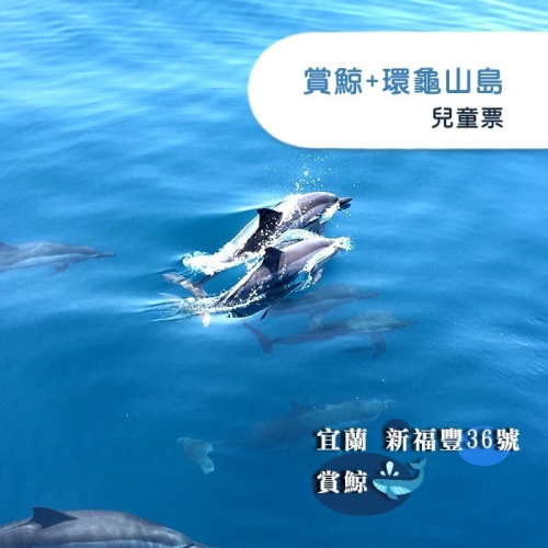 【宜蘭】新福豐36號賞鯨+環龜山島-兒童票Ⓗ