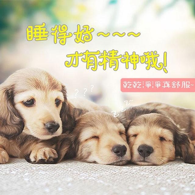 【蓓舒眠】3D立體透氣寵物睡墊 兩種尺寸可選-細節圖3