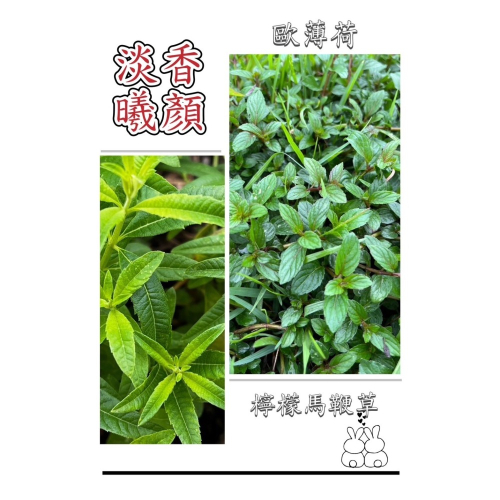 花苼-淡香曦顏10入茶包組(檸檬馬鞭草+歐薄荷)、台灣種植、無農藥檢測通過、花茶包、薄荷茶包、無農藥無毒、低溫烘焙